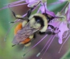 Bombus huntii