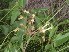 Riocreuxia torulosa