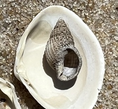 Ilyanassa trivittata