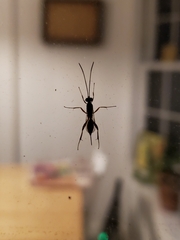 Mesostenus thoracicus