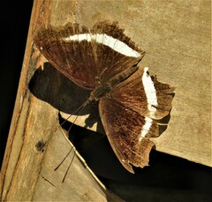 Eurytela hiarbas angustata