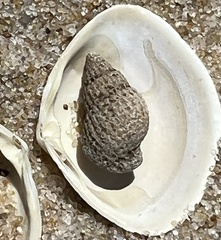 Ilyanassa trivittata