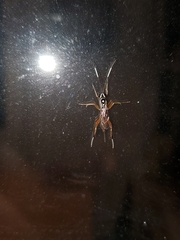 Mesostenus thoracicus