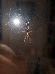 Mesostenus thoracicus