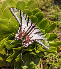 Protographium epidaus fenochionis