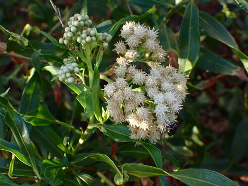iNaturalist observation photo of mule fat