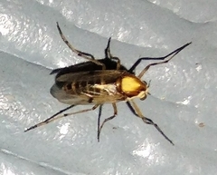 Coelotanypus tricolor