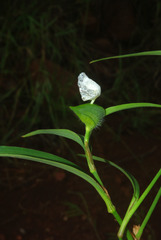 Commelina modesta