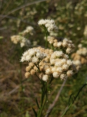 Baccharis glutinosa