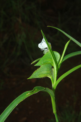 Commelina modesta
