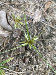 Cyperus grayioides