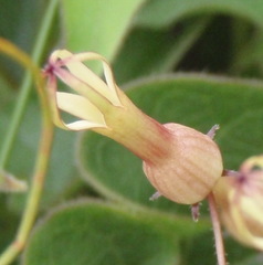 Riocreuxia torulosa