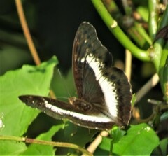 Cymothoe alcimeda trimeni
