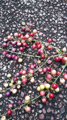 Cordyline manners-suttoniae