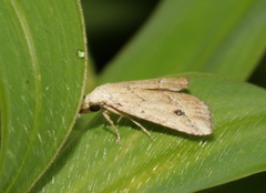 Luceria striata