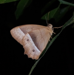Taygetis sylvia