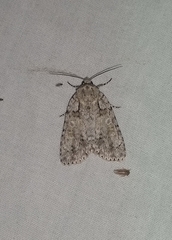 Acronicta immodica