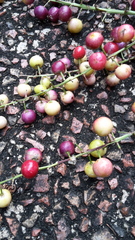 Cordyline manners-suttoniae