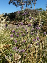 Eryngium articulatum