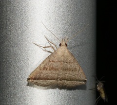 Lysimelia neleusalis