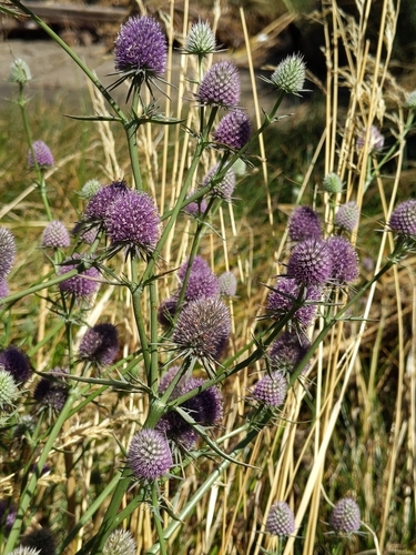 Image of Eryngium articulatum by (c) Ken-ichi Ueda, some rights reserved (CC BY)