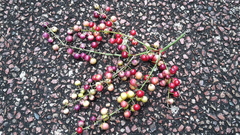 Cordyline manners-suttoniae