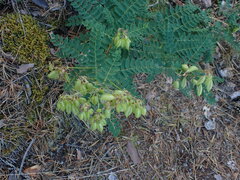 Astragalus propinquus