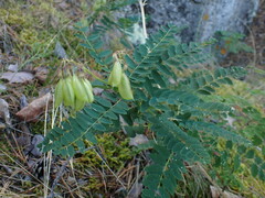 Astragalus propinquus