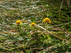 Helenium bigelovii