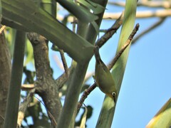 Zosterops virens virens