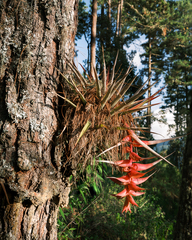 Tillandsia violacea