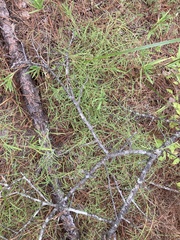Stylisma pickeringii pattersonii