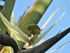 Zosterops virens virens