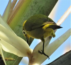 Zosterops virens virens
