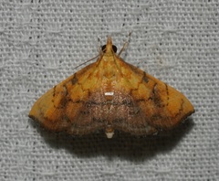 Hyalobathra micralis