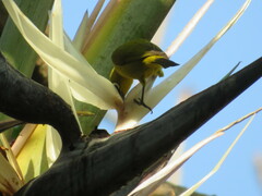 Strelitzia nicolai