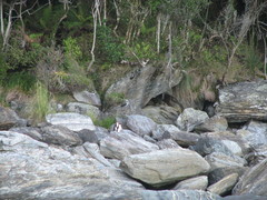 Eudyptes pachyrhynchus