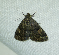 Metalectra miserulata