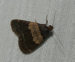 Hydrillodes nilgirialis