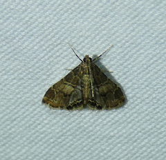 Usingeriessa onyxalis