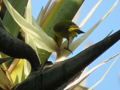 Zosterops virens virens