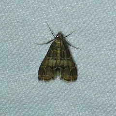 Usingeriessa onyxalis