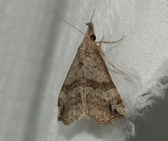 Dichromia occatus