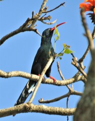 Phoeniculus purpureus purpureus