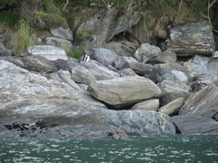 Eudyptes pachyrhynchus