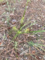 Cyperus hystricinus