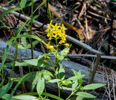 Lysimachia terrestris