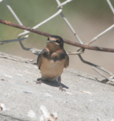 Hirundo rustica erythrogaster