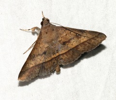 Hypospila bolinoides
