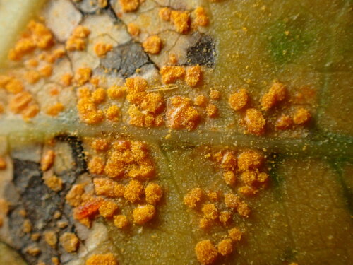 iNaturalist observation photo of rust fungi